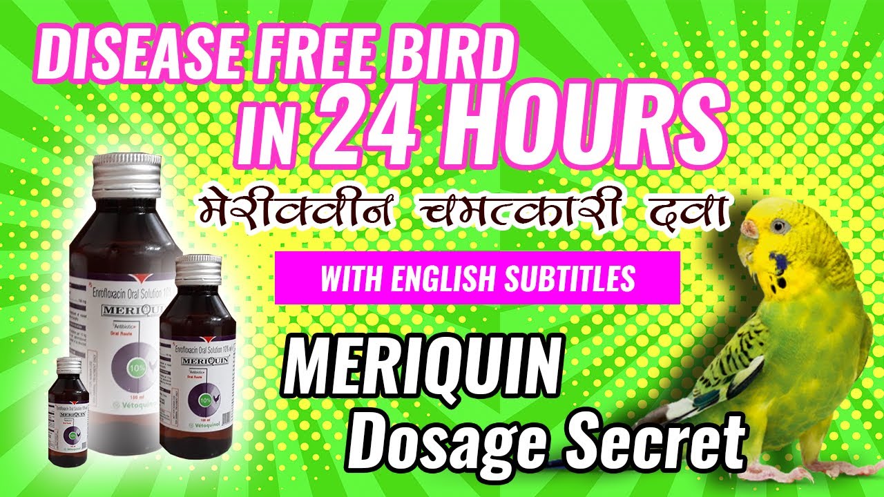 Meriquin Medicine | Best antibiotic for love birds | Meriquin dosage | Meriquin syrup uses