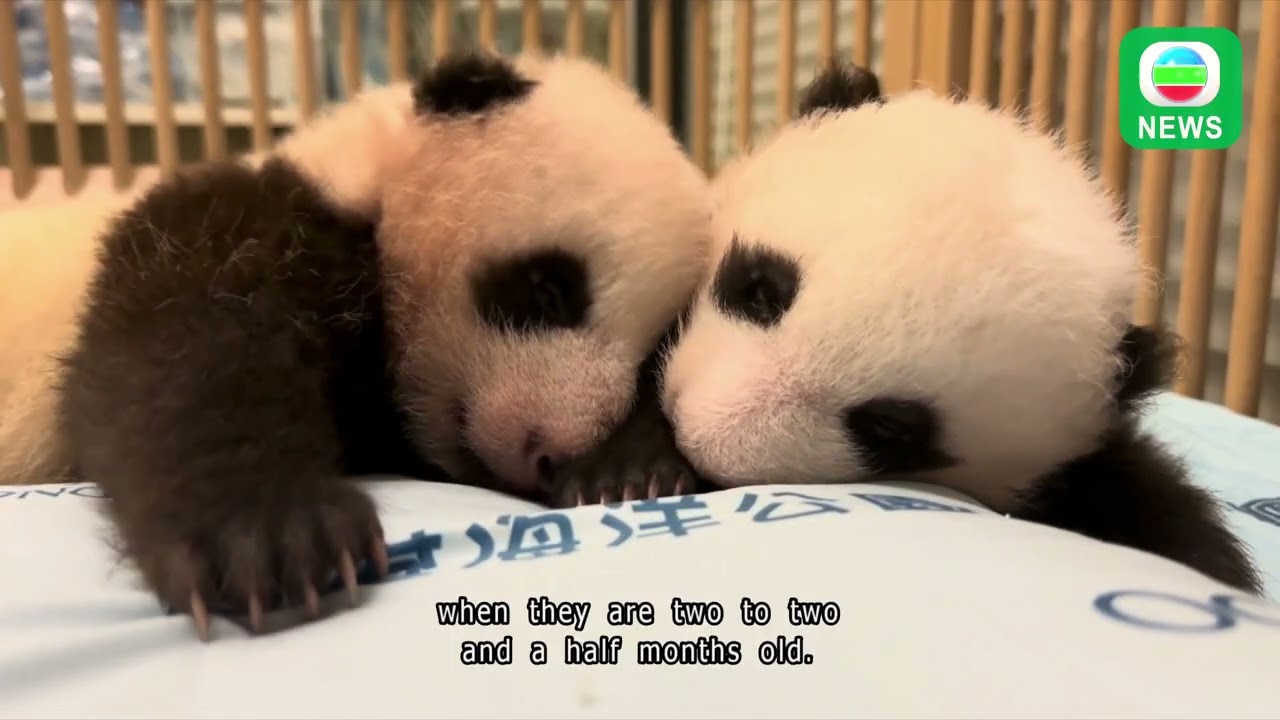 TVB News｜14 October 2024│Panda twins ready to meet public around Chinese New Year