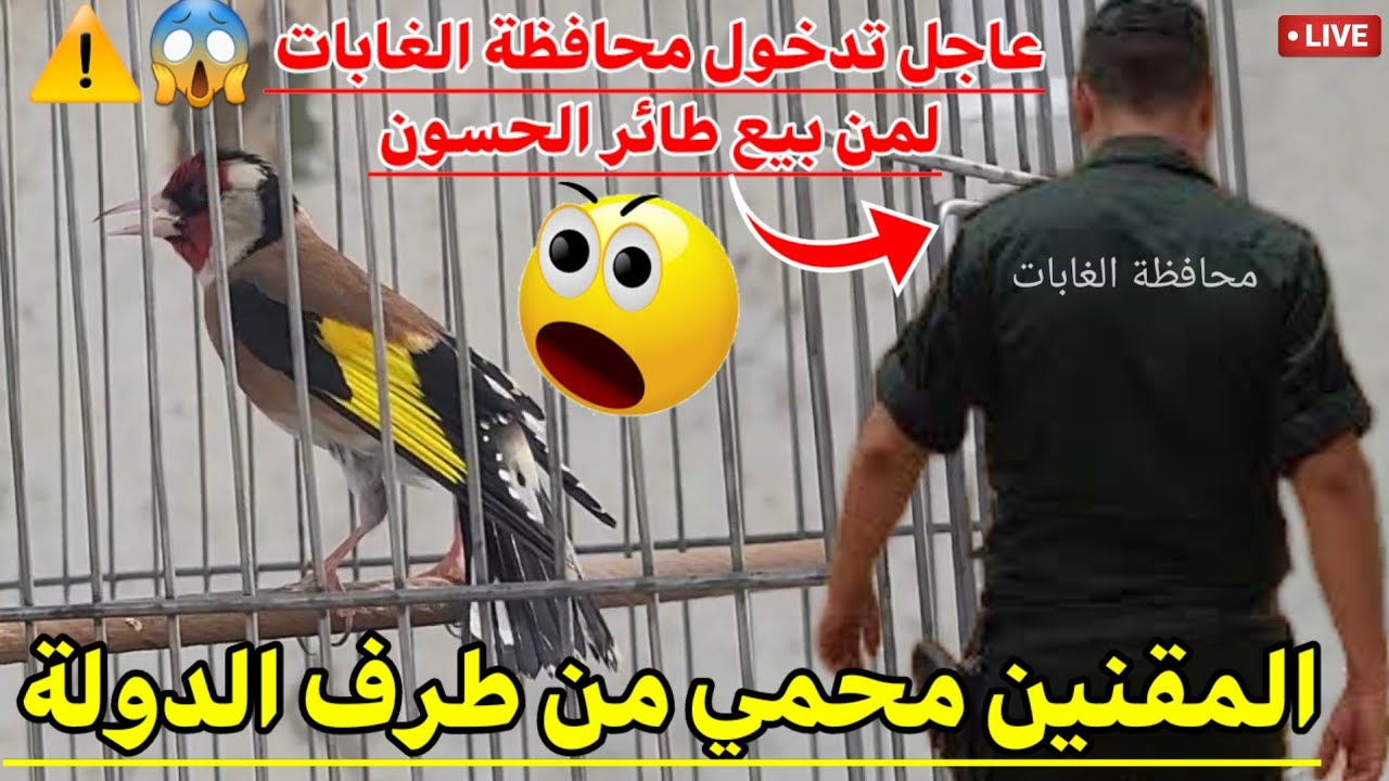 🔴سوق بودواو للطيور اليوم خبر عاجل : محافظة الغابات تمنع بيع المقنين في الأسواق وتحذر الباعة #birds !