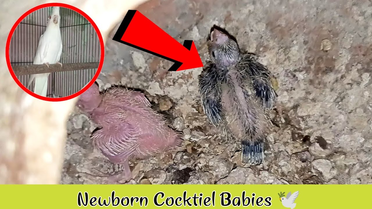 newborn cockatiel birds | 🕊️ | cocktiel baby birds | baby bird sound | birds video