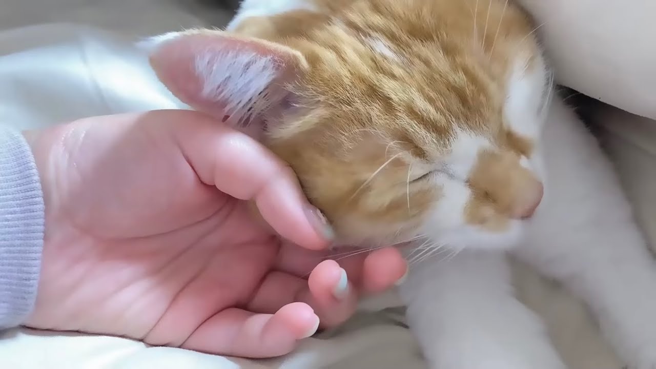 またね、ふくちゃん