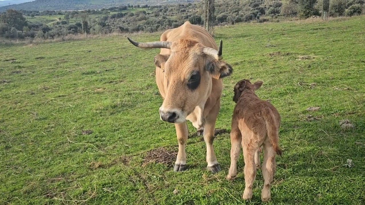 La muñeca ha parido un muñequino y el toro armando de las sullas😅😅👍