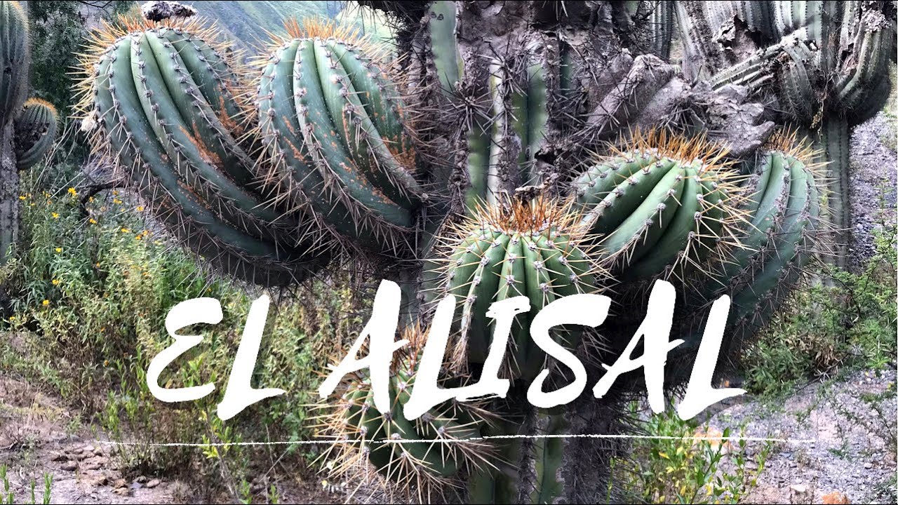 Descubriendo El Alisal en La Quebrada del Toro, Salta 🌵✨