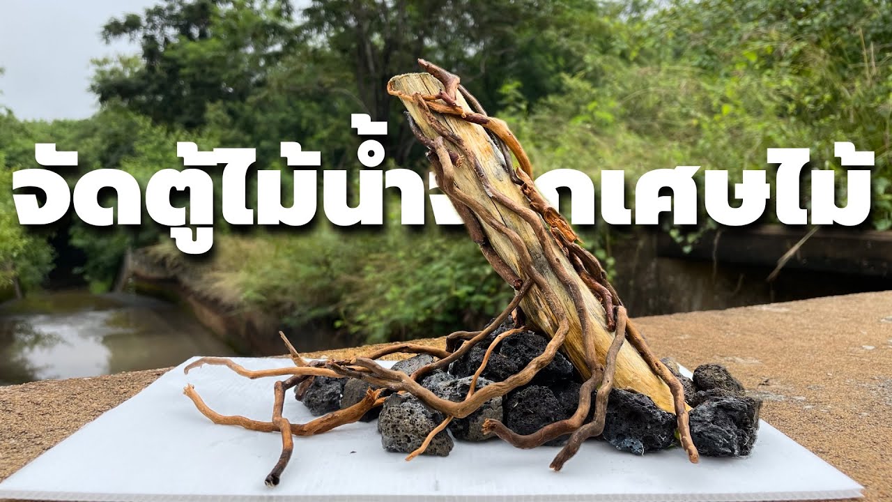 จัดlayout ตู้ไม้น้ำจากเศษไม้ Ep.1