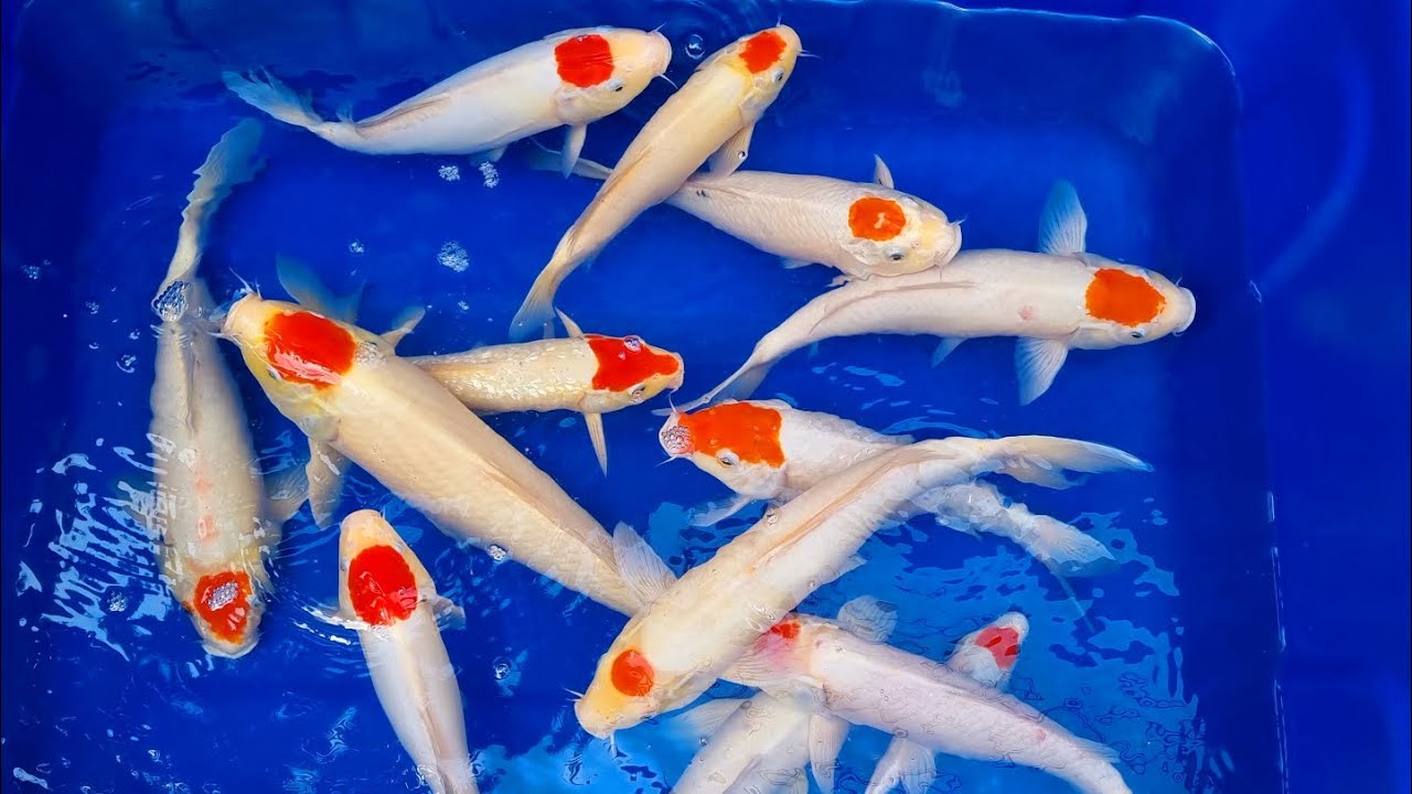 C&aacute; Koi F1 Tancho Kohaku, Kujaku - Combo Koi Đẹp