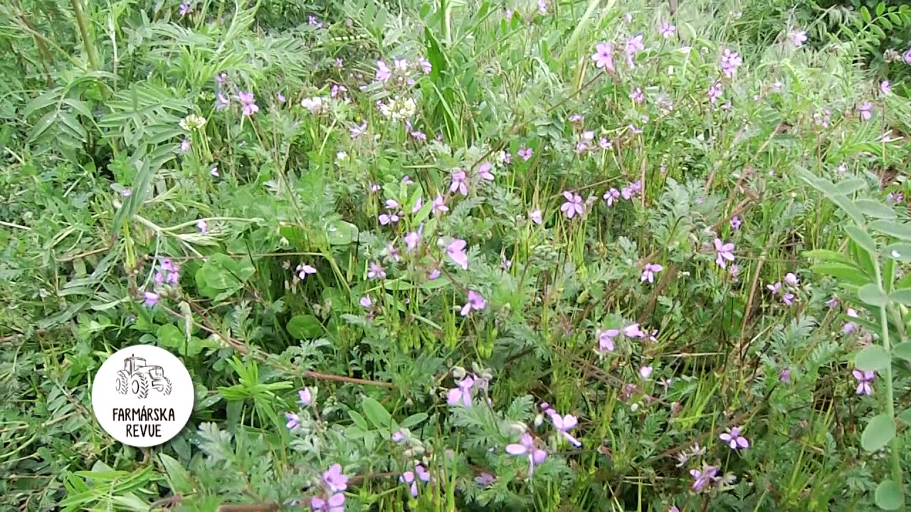 Bio ochrana vinohradov