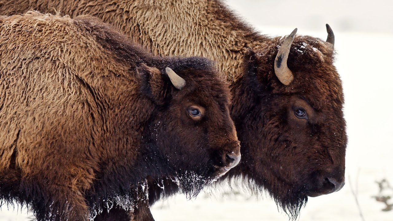 WHERE BUFFALO ROAM | short documentary narrated by Peter Coyote