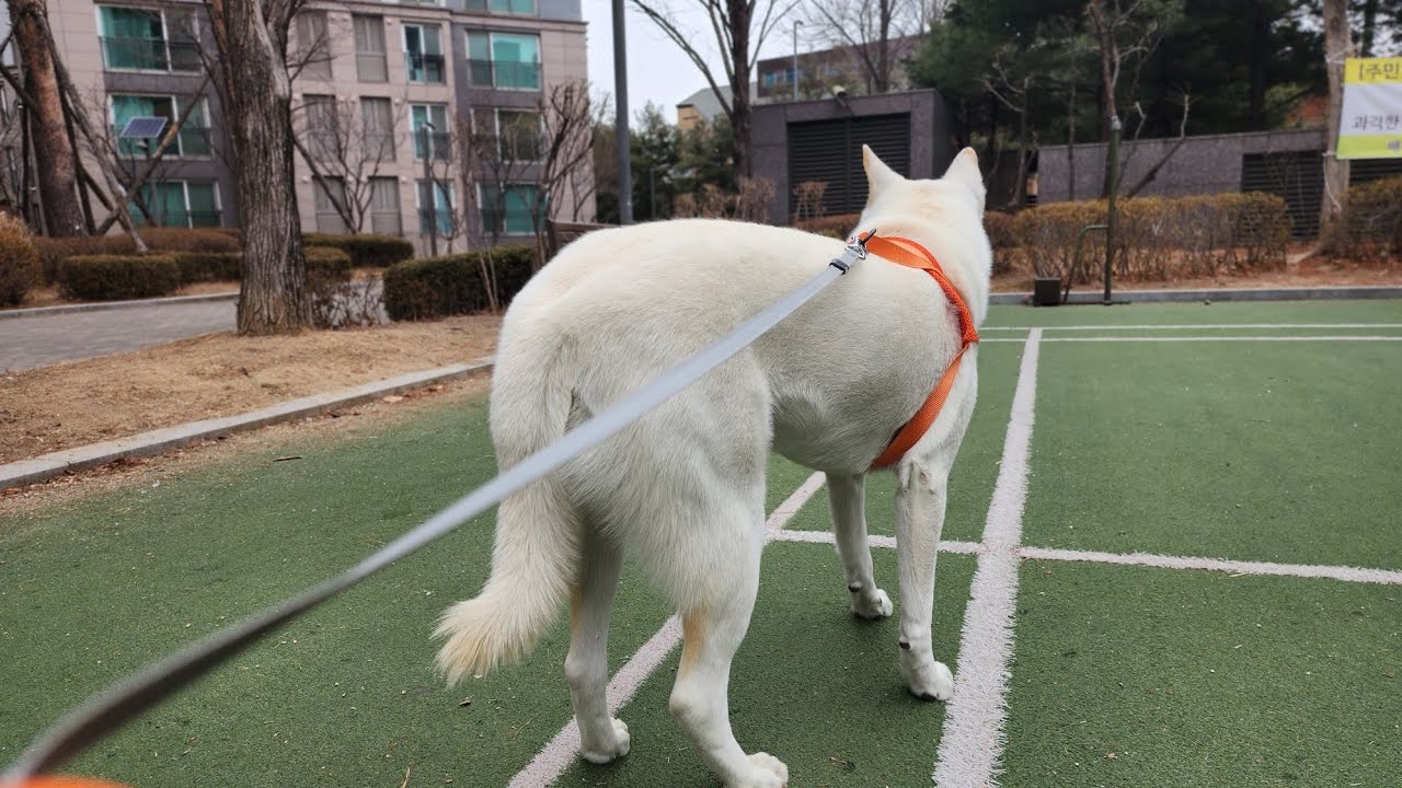 두부(진도개)의 507일차 아침산책 