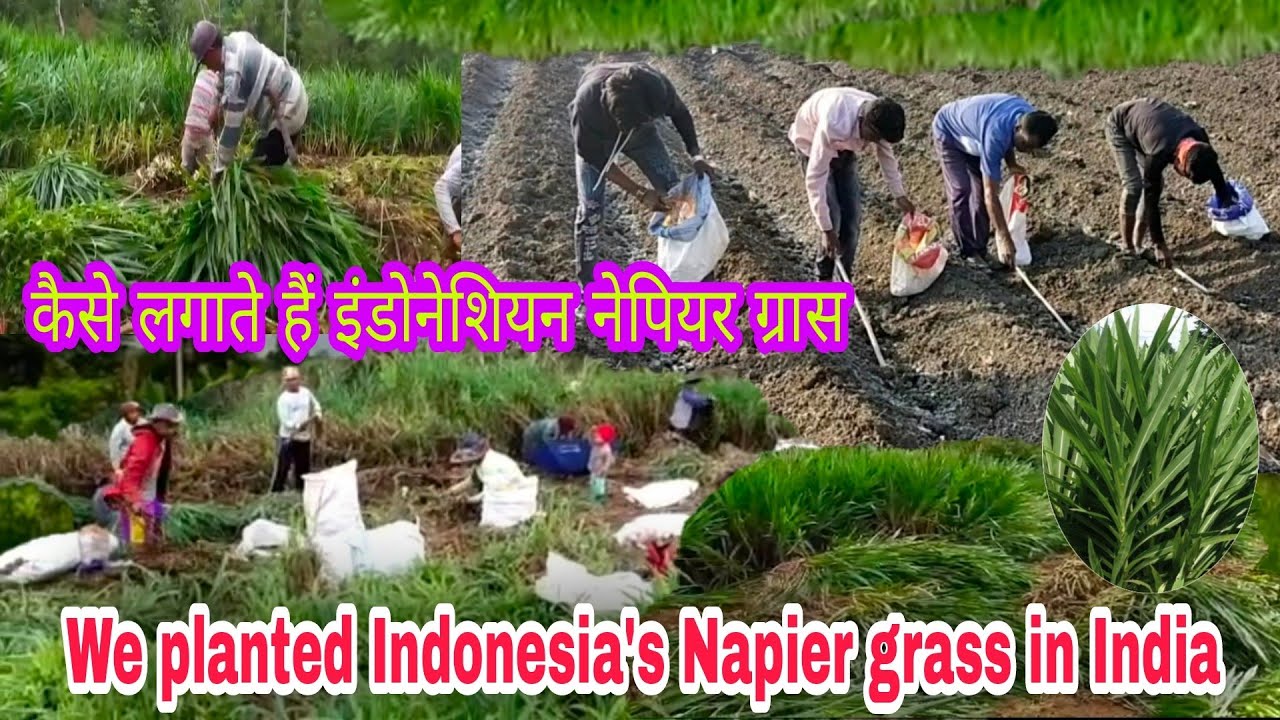 इंडोनेशिया#Smart Napier ग्रास कैसे लगाना है, पूरी जानकारी Napier Grass planted in Indonesia