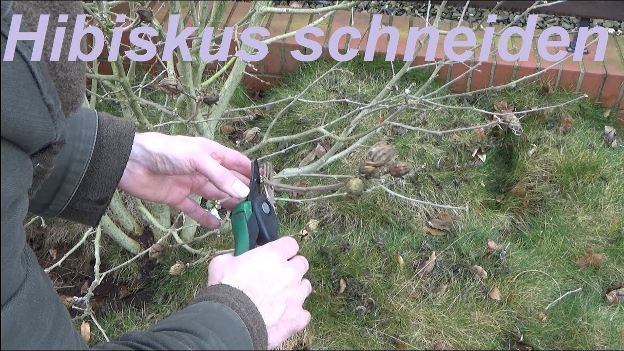 Hibiskus schneiden Gartenhibiskus zurückschneiden wann und wie