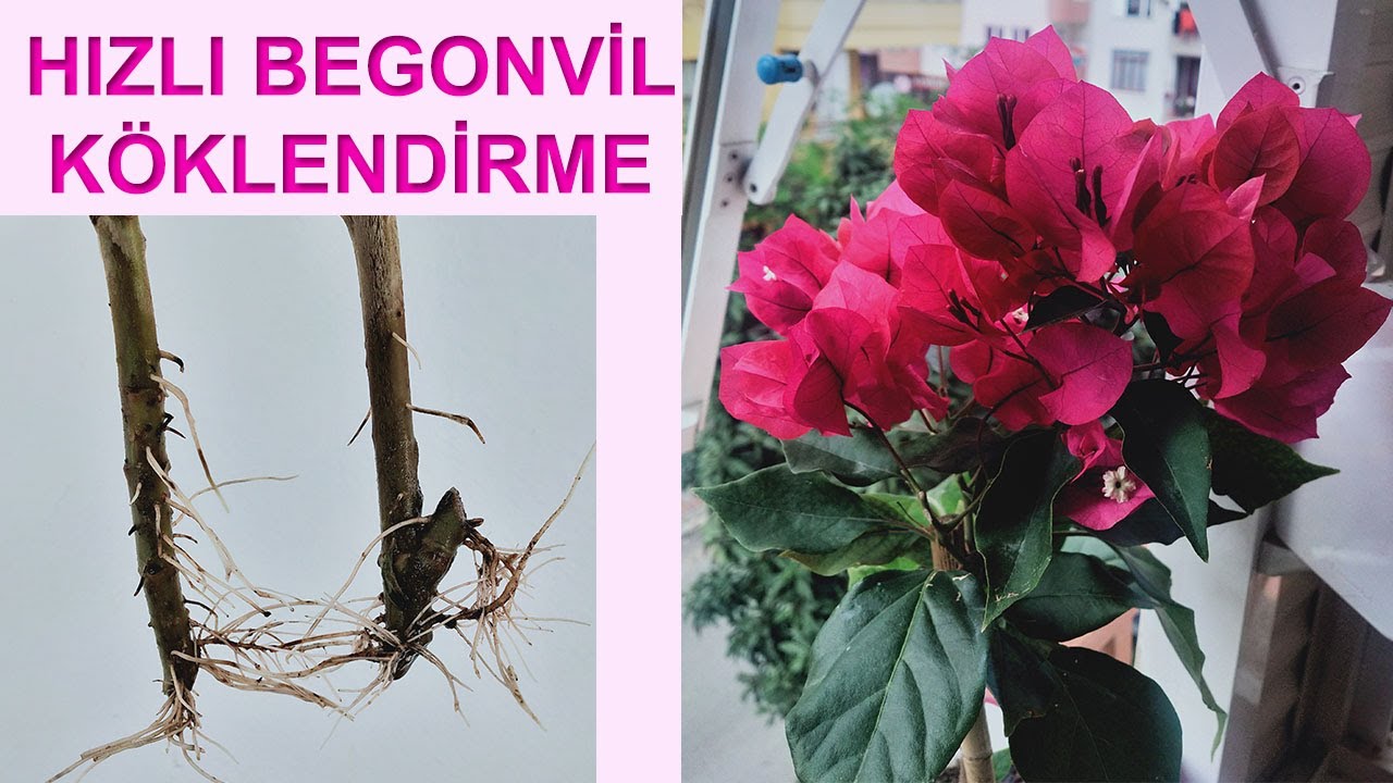 ŞİMDİ TAM ZAMANI, BEGONVİL KÖKLENDİRME, Begonvil Nasıl Çoğaltılır, Begonvil Yetiştirme