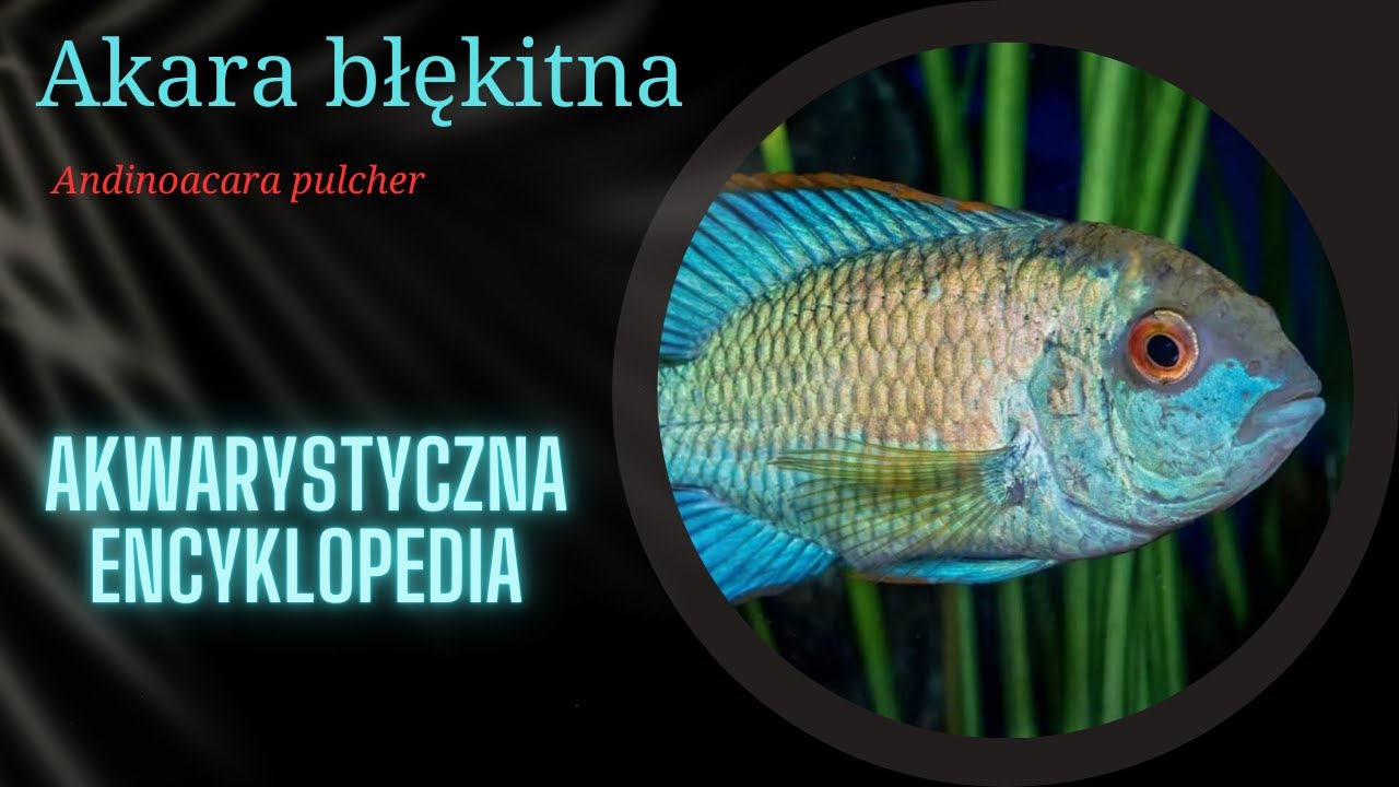 Akwarystyczna encyklopedia - akara błękitna (Andinoacara pulcher)