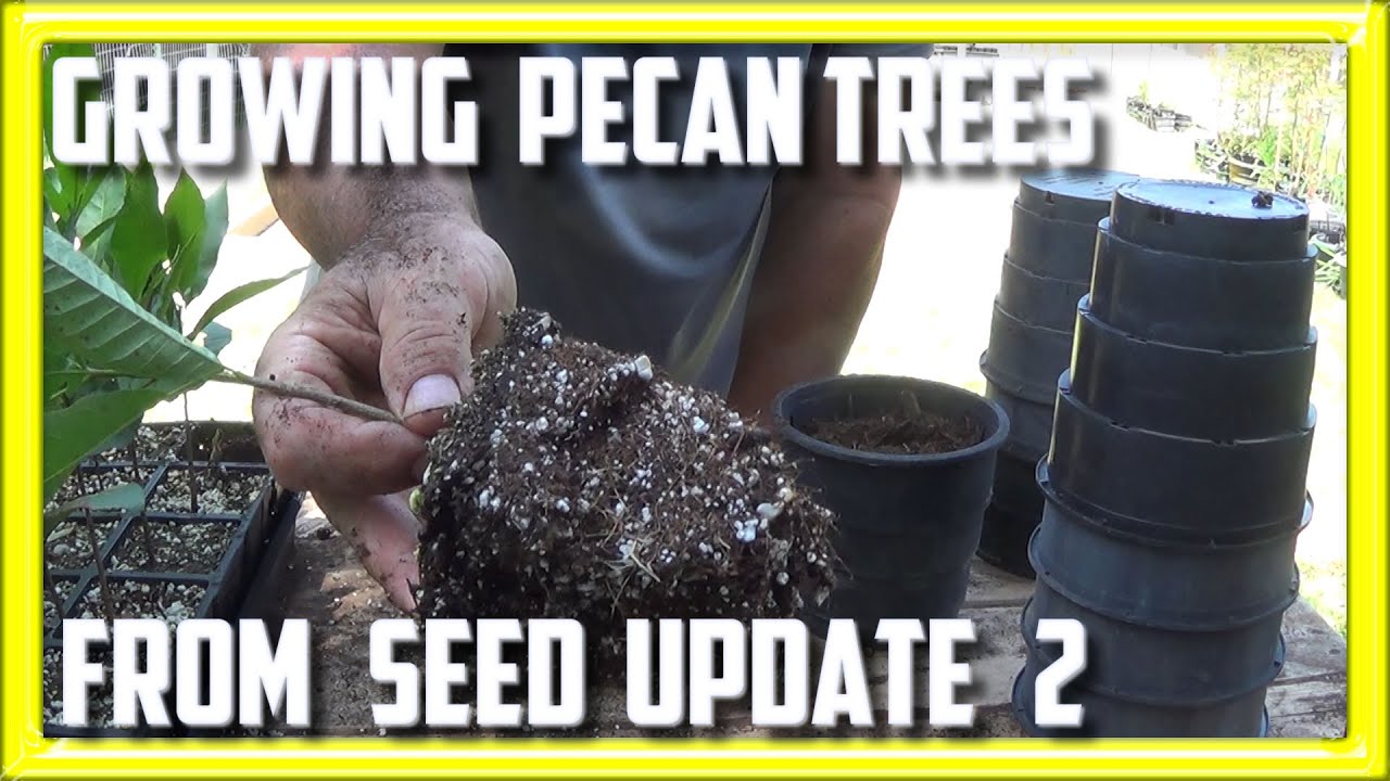 Grow Pecan Trees From Seed Update 2
