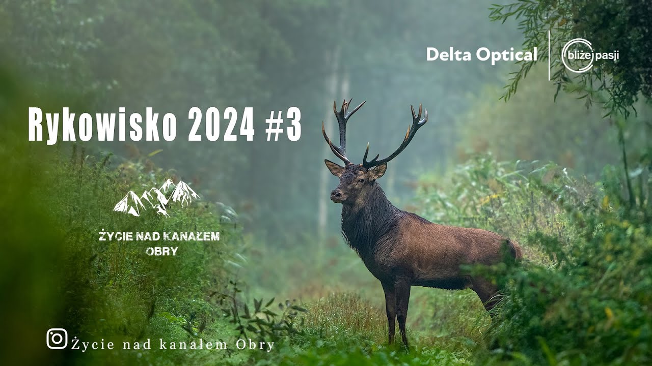 Rykowisko 2024 Powrót króla.