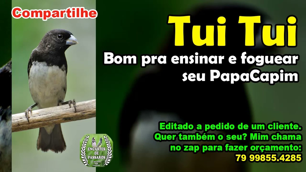 #tuitui Pra ensinar e Foguear seu #papacapim