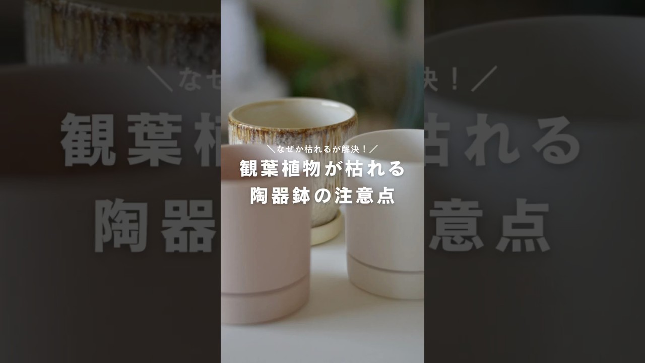 【根腐れ】観葉植物を植える鉢の注意点を解説！ #観葉植物のある暮らし #観葉植物 #観葉植物インテリア #観葉植物初心者 #陶器鉢 #根腐れ