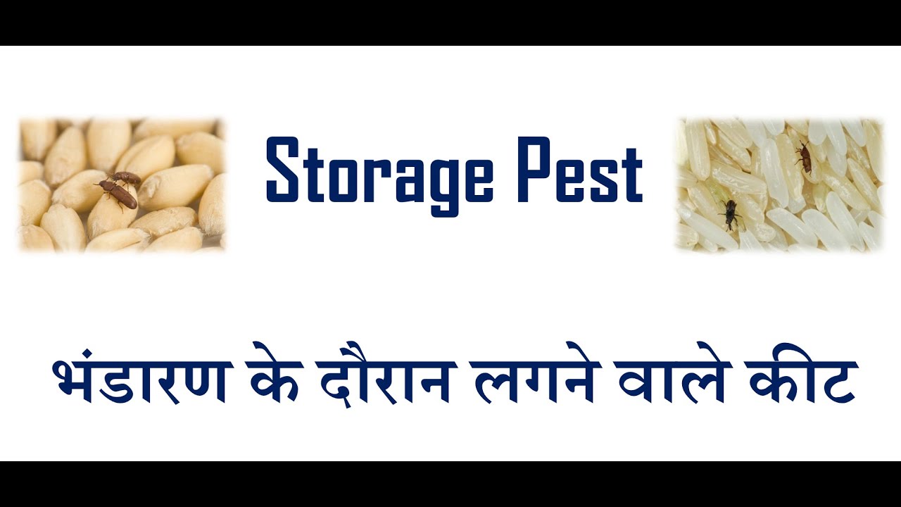 Storage Pest/भंडारण के दौरान लगने वाले कीट | AFO, JRF, SO, NABARD, AAO, HDO, ADO, AO, ICAR, Pre-PG |
