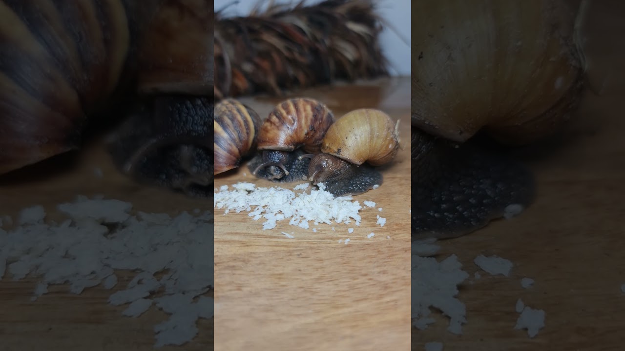 Snail Eating food 🍲 good Feeling 