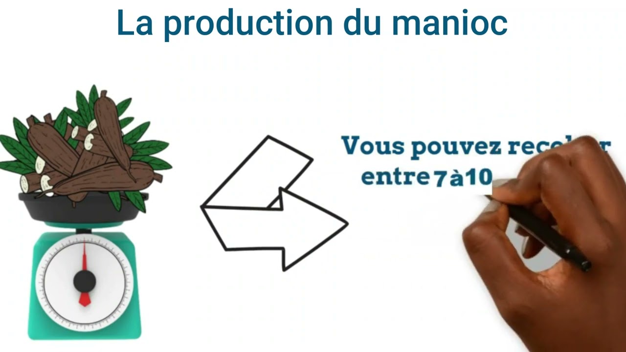 Devenir riche grâce à l'agriculture : la production du manioc