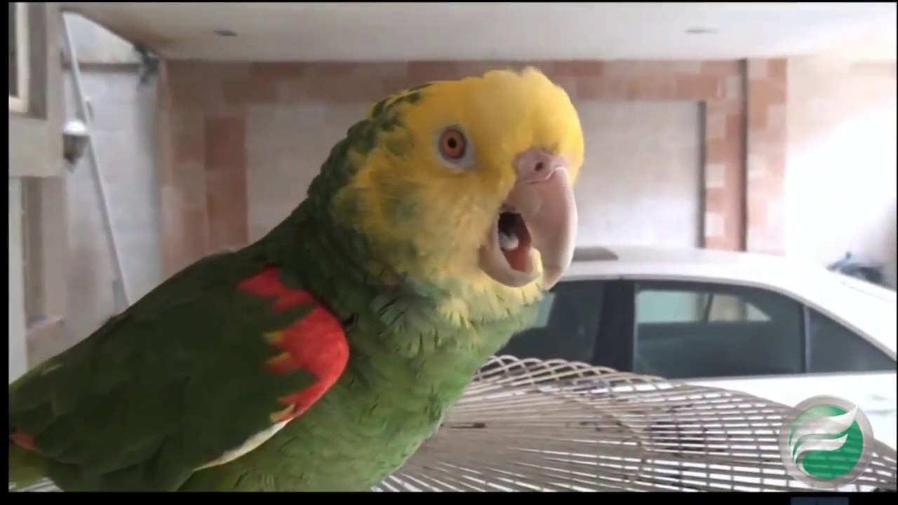 El cotorrito Pericles quiere bailar