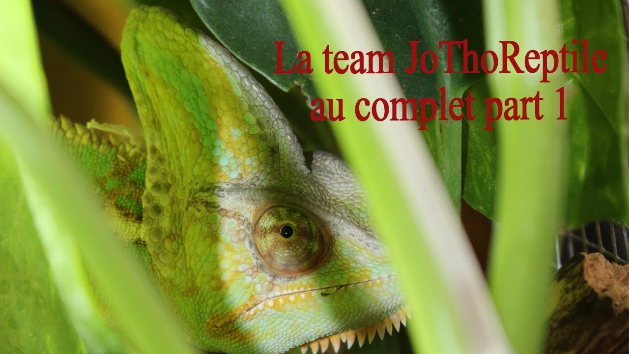 La Team JoThoReptile au complet ! Partie 1