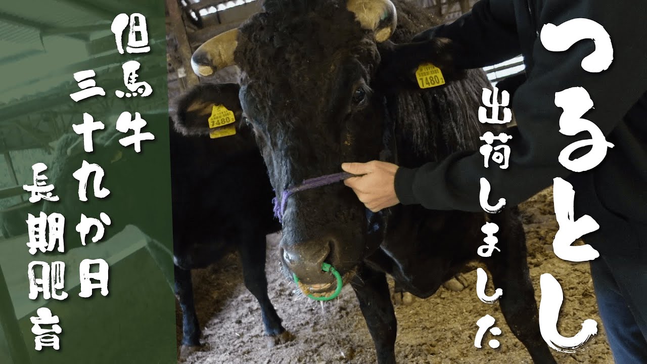 つるとしがお肉になるまで300日物語【出荷〜屠畜までの総編集】