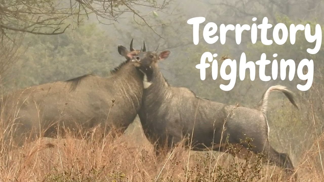 Blue bull (Nilgai) fighting brutally over territory (HD)