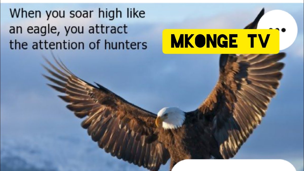 Wewe ni tai? (Eagle)..Hizi ndizo sifa 10 za ndege Tai (Amazing) #eagle #nature
