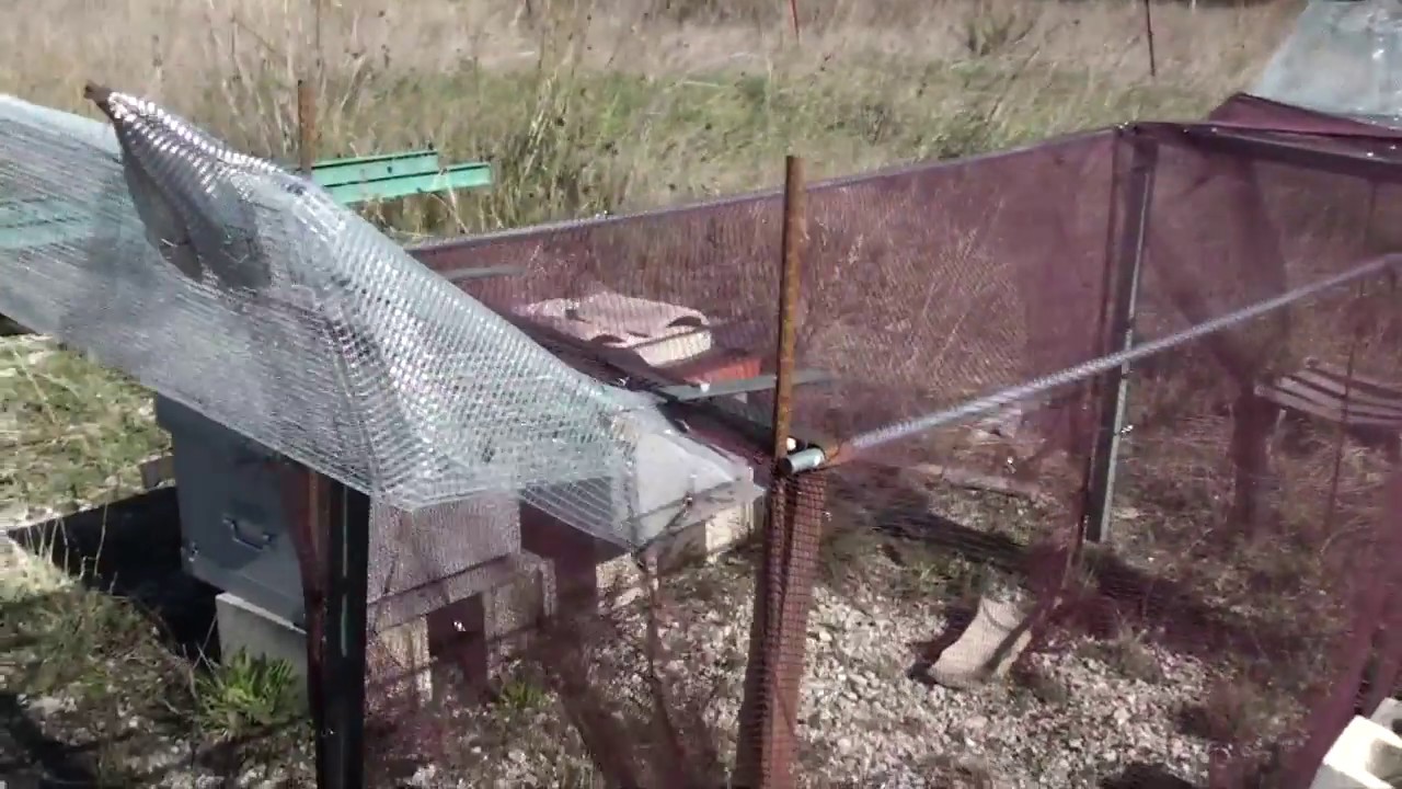 Avispa Asiática 21.Método Microcolmenares.Control y erradicación del Avispón Asiático.