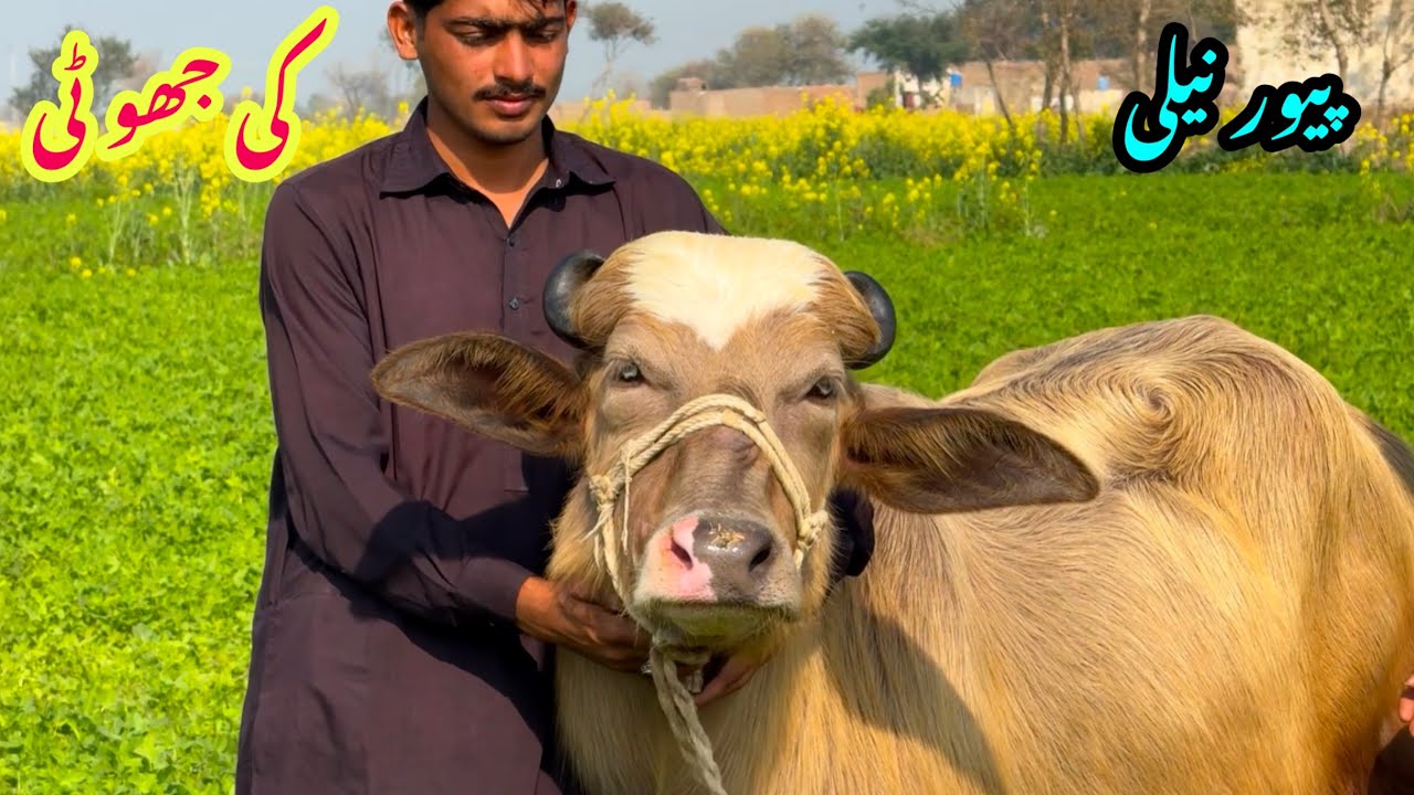 Pure Nilli high milking buffalo for sale in Punjab Pakistan on 