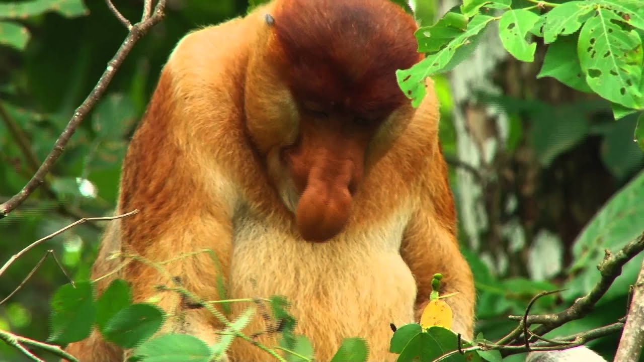 Wildlife of Malaysia's Bako National Park