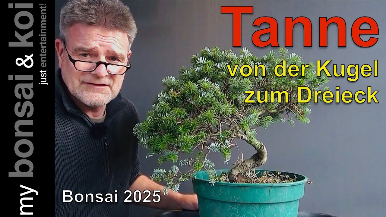 Bonsai 2025-4 - Tanne - von der Kugel zum Dreieck