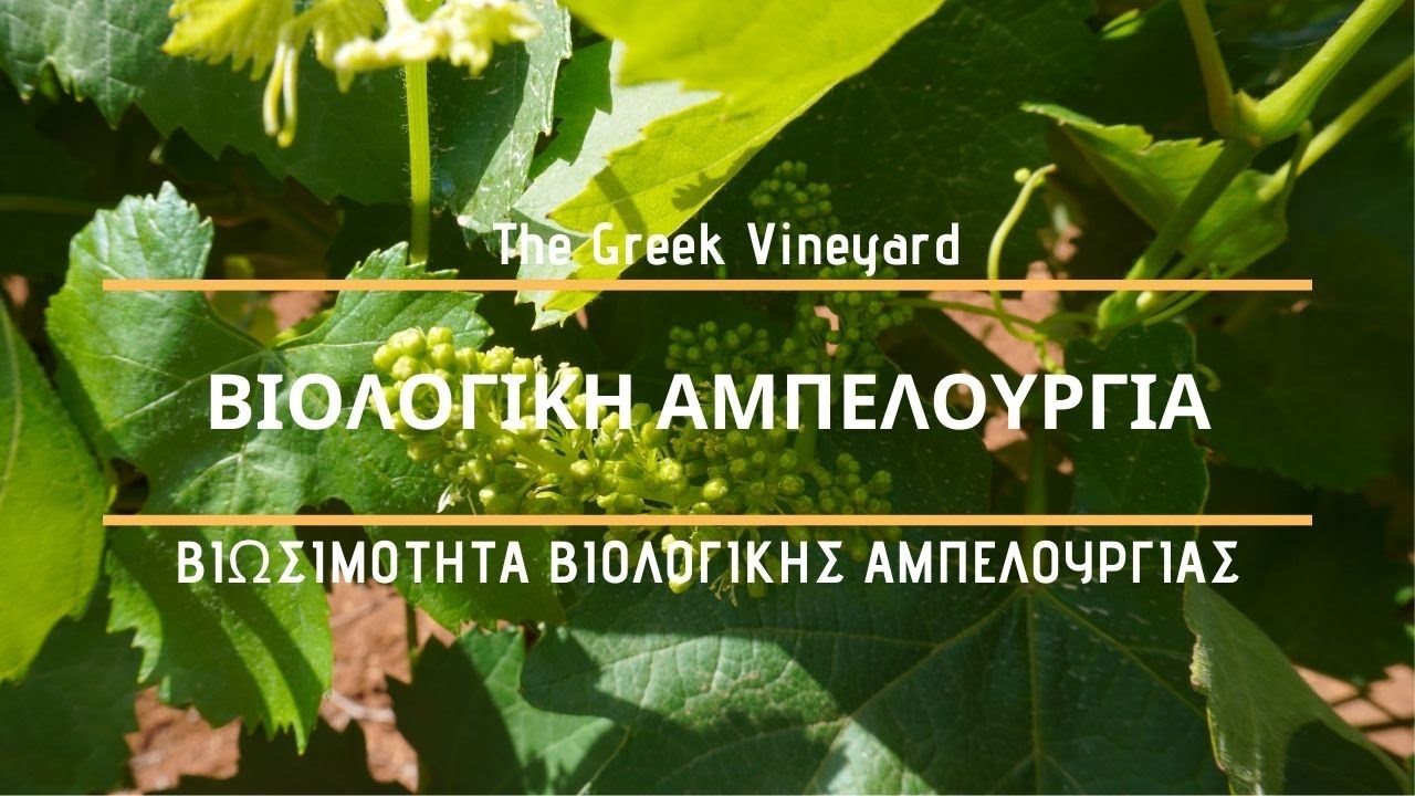 Βιολογική Αμπελουργία | Είναι Το ΜΕΛΛΟΝ Της Καλλιέργειας Βιώσιμο;