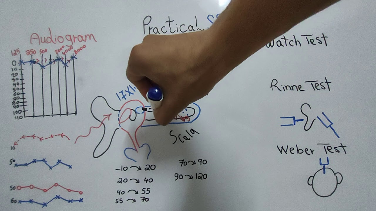 Practical Special Sense 7 (Hearing Tests) Dr Mohamed Fayez
