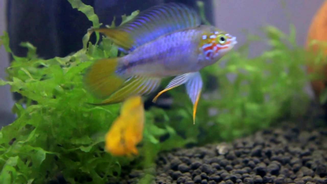 Apistogramma borellii opal.