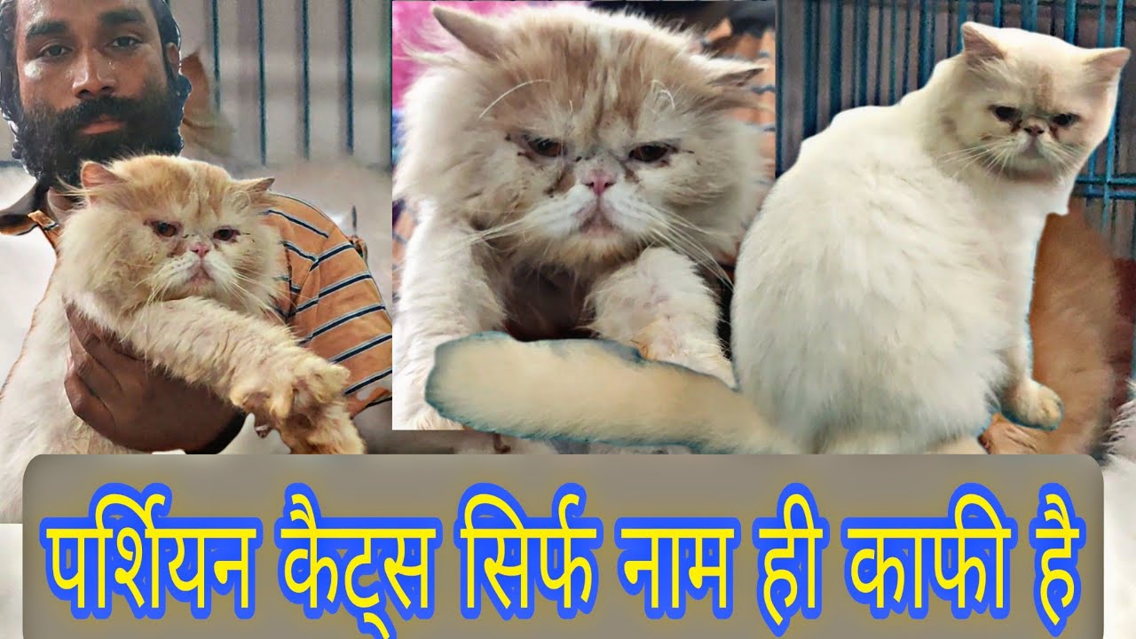 Persian Cats and Persian Kittens in Bhopal Of Shakeel Bhai's Cattery