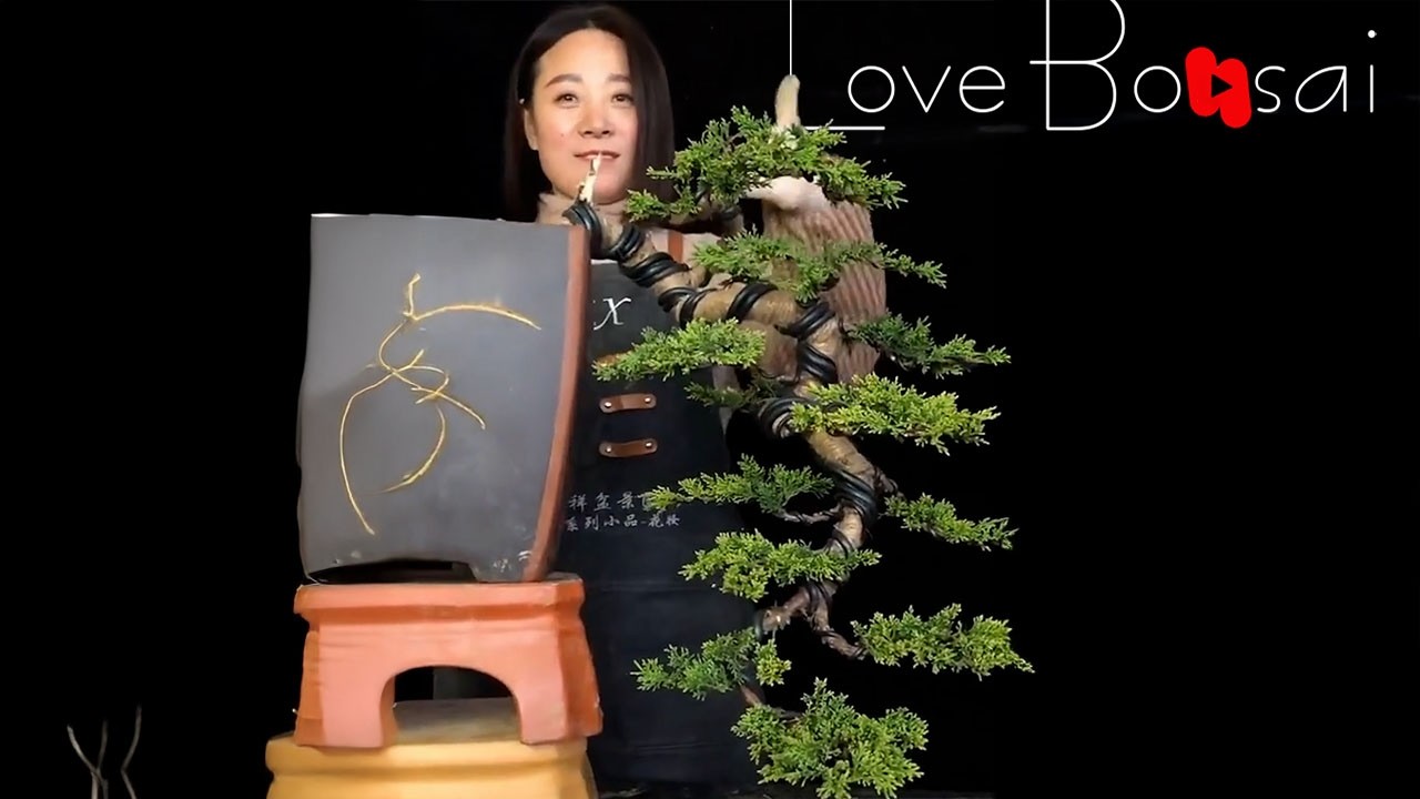 How to bend a bonsai - great bonsai bending skills #254 #bonsai #lovebonsai