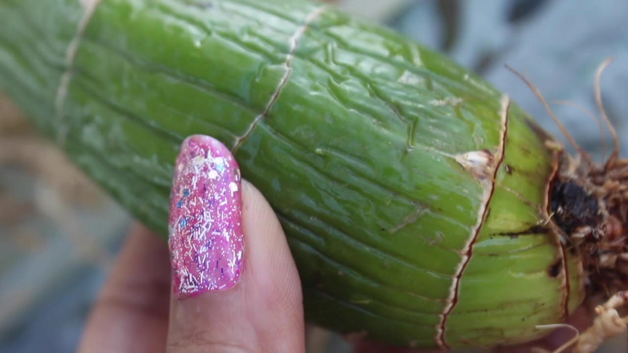 BASIC PROPAGATION - CATASETUMS Let's make Catasetum babies!
