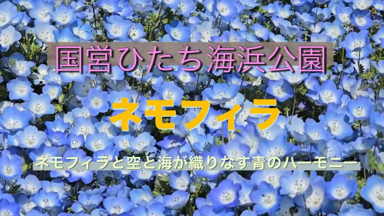 茨城県ひたちなか市　国営ひたち海浜公園　ネモフィラ　チューリップ