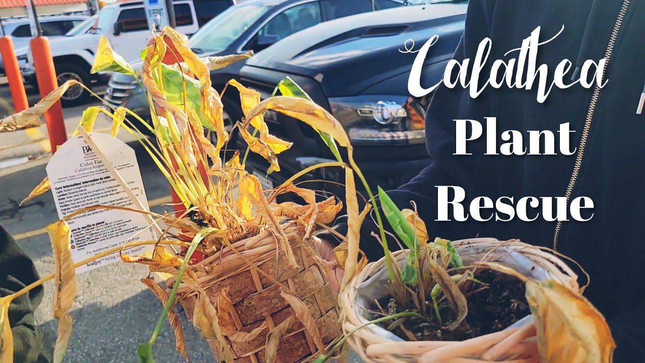 Big Box Store Calathea Plant Rescue | Before and After with Updates and Plant Care Tips