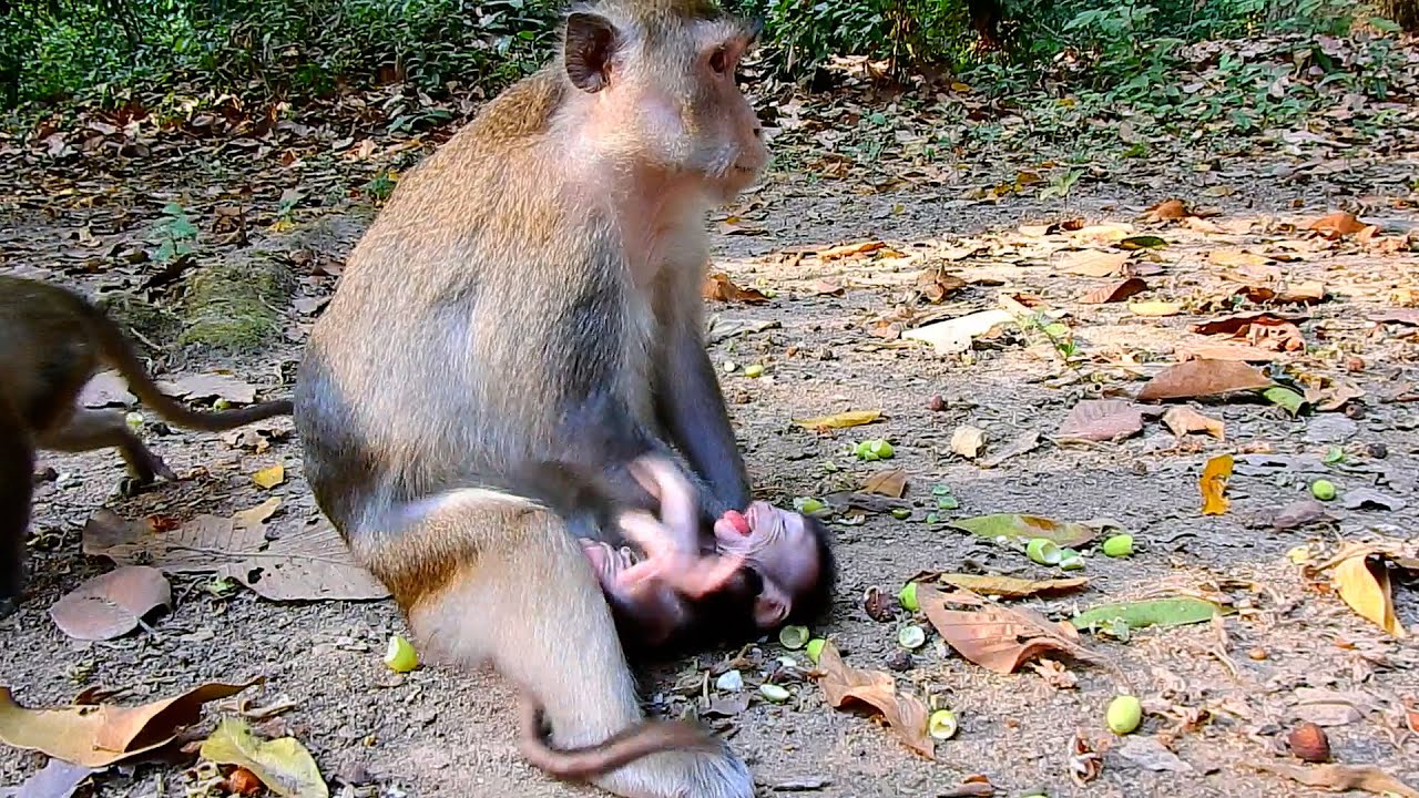 No Fun Anna! What Is Mom Anna Teaching This Lesson To Baby AMINA? | @IShowMonkeyTV