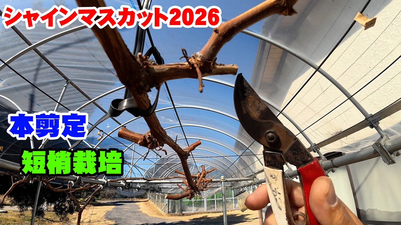 【本剪定】シャインマスカット【短梢栽培】【2年～4年生】