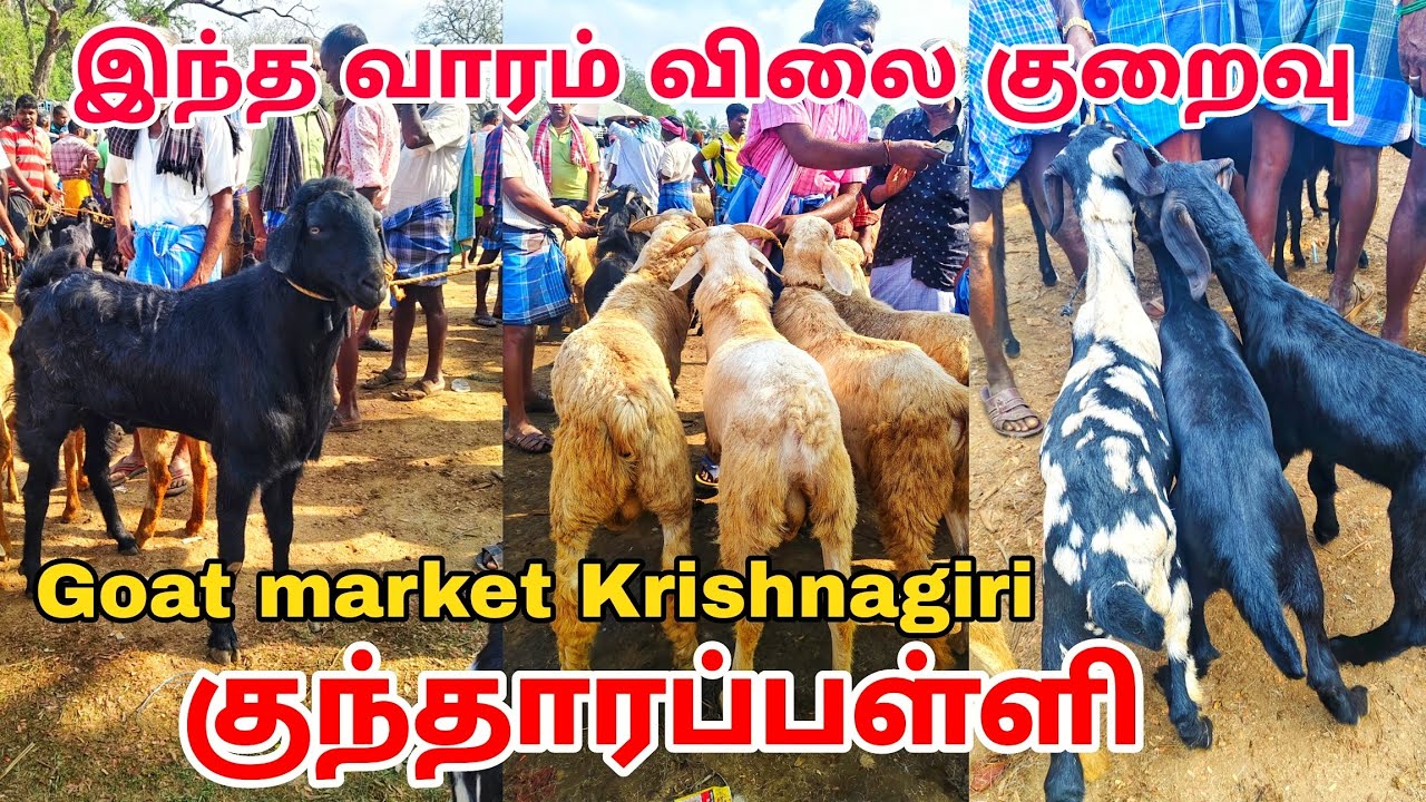 இந்த வாரம் விலை குறைவு தான் goat market kundarapalli Friday market Krishnagiri district