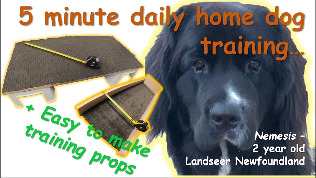 5 Minute Home Dog Training