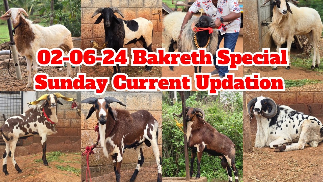 02-06-24 Al-Shaji Farms Bakreth Special Sunday Current Updation