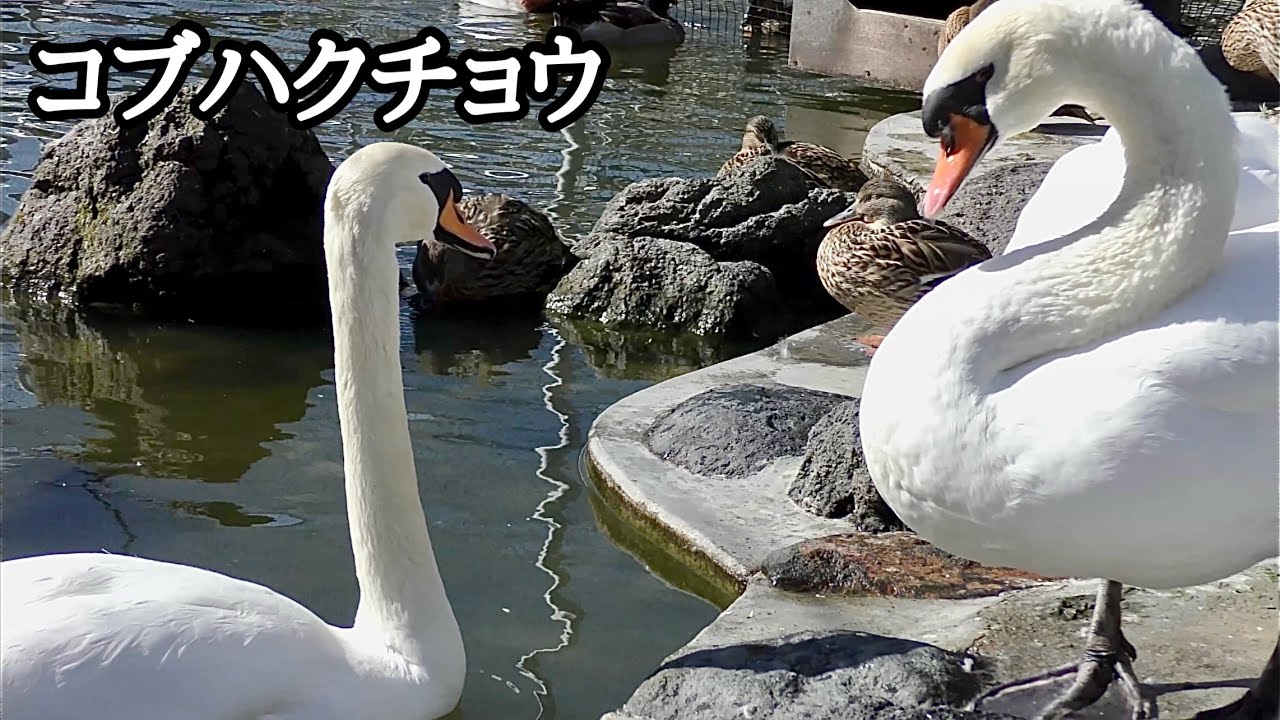 コブハクチョウ　二羽なかよく過ごしています【掛川花鳥園】Mute swan Kakegawa Garden 
