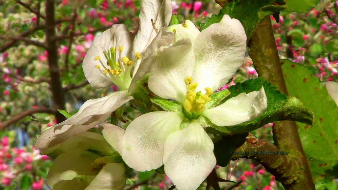 Time lapse photography Zeitraffer,Apfelblüten blühen auf,  When the apple trees are in blossom