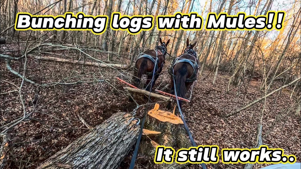 Old-timey LOGGING with MULES!!! #306 #old #logging #mules #horse #horselogging #timber 