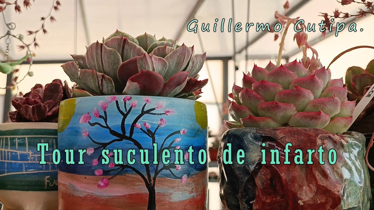 Tour suculento en el cultivo de Guillermo Cutipa #suculentas #ex&oacute;ticas #macetas