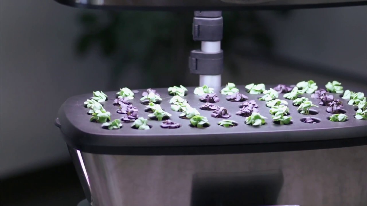 How to Transplant Seedlings - AeroGarden Indoor Gardening Month